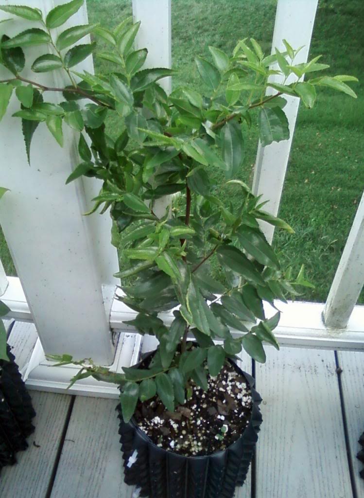 Jujube varieties for deer Transfered from QDMA Forum All Things Habitat Lets talk.....