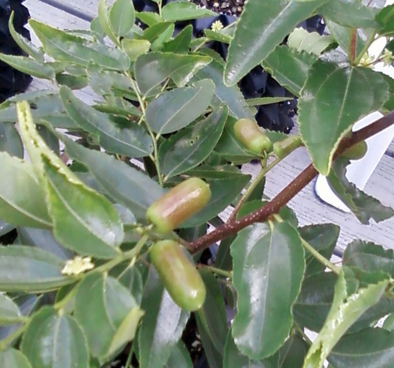 Jujube varieties for deer Transfered from QDMA Forum All Things Habitat Lets talk.....