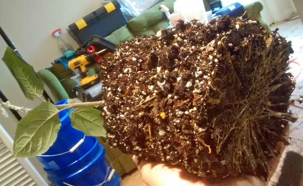 Starting Apples from Seed Indoors How To Page 5 All Things