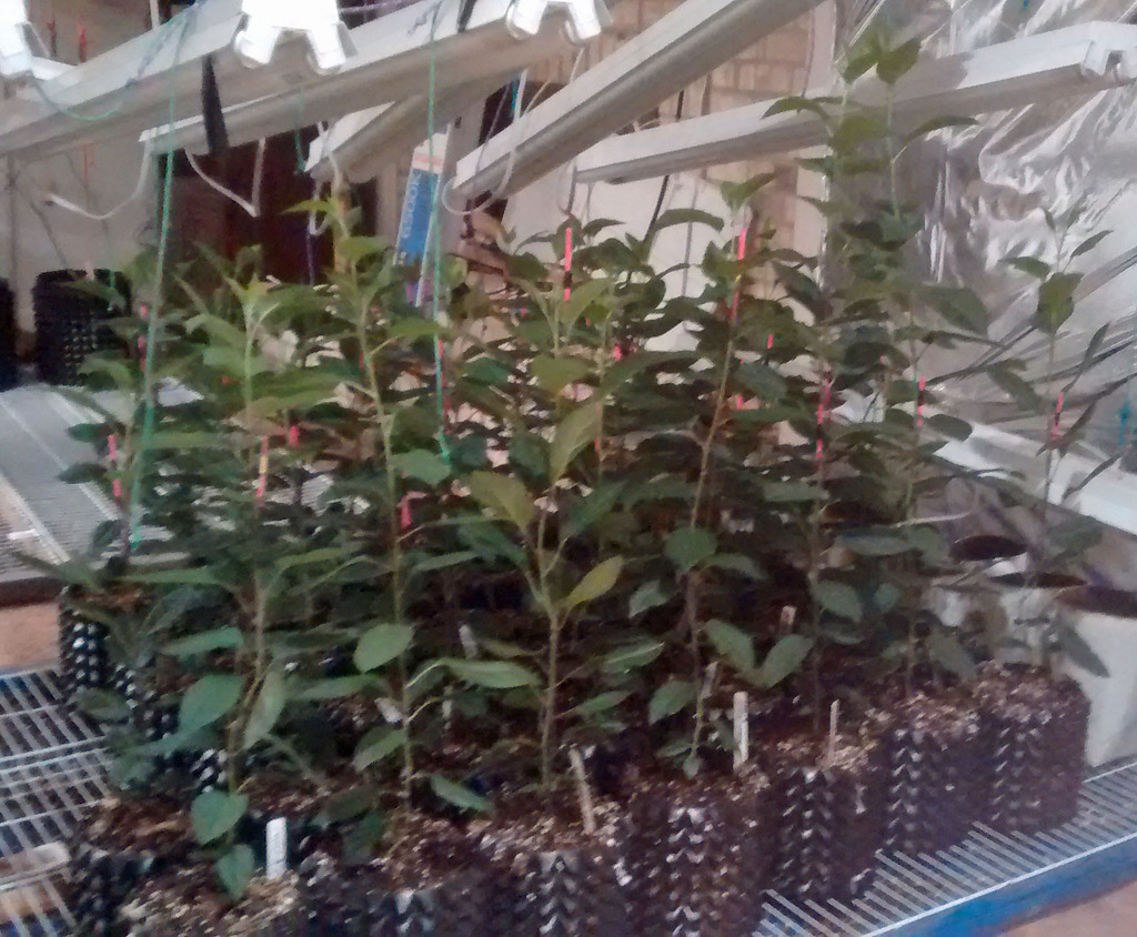 Starting Apples from Seed Indoors How To Page 4 All Things